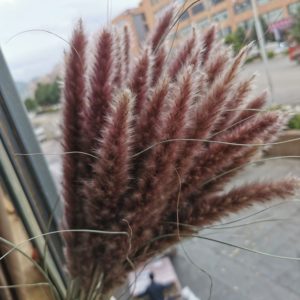 5Pcs Dried Small Pampas Grass Flowers Real Plants Home Decor Wedding Decoration