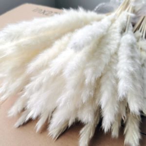 5Pc Pampas Grass Decor Natural Dried Flower Bouquet Decor Real Plants