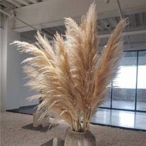 Natural Dried Pampas Grass Decor- 5pc